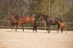 Goldpiet, Serjade, De Benicia und De Chocolate