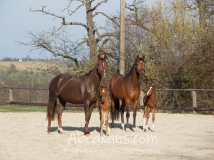 De Chocolate, De Benicia, Serjade und Goldpiet