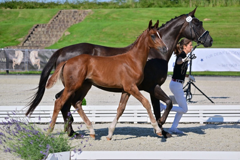 Florisdream und De Chocolate