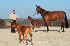 Thomas, Serjade, Goldpiet und Tiberius