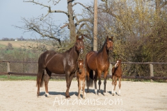 De Chocolate, De Benicia, Serjade und Goldpiet